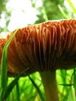 More fungi fun...