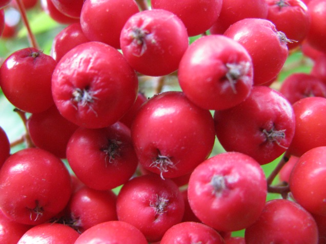 different red berries this time... I think they's mountain ash... rowan?
