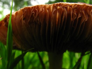 Magic mushroom... haha haaaaaaaaaaa