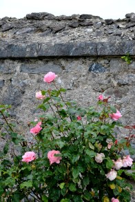 Rose against the wall of the old lock keeper's cottage...