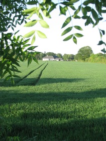 Shadows across a green Meath field