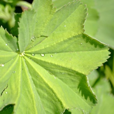 Water droplets on green leaf...