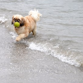A ball... a beach... a dog. How can't that be play?
