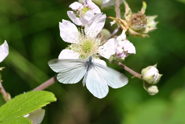 Cryptic Wood White with wings open... apparently a rare sighting!