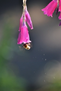 Bumblebee entering the LZ... contact knocking water droplets off?