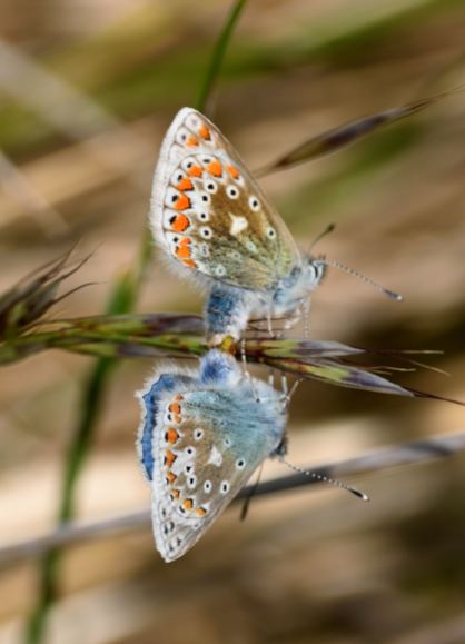 Mating Common Blues