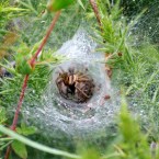 inside... funnel web spider...
