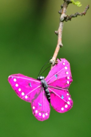 Rare St Stephens Green butterfly...