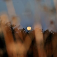 Setting full moon as seen through the dying brown flower stalks