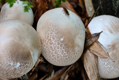 Could this be Blusher? (Amanita rubescens ) Don't know, next time I see the fairy I'll ask...