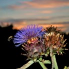 Bee and thistle... summer sunset glory!