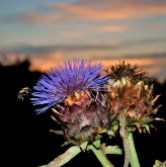 Bee and thistle... summer sunset glory!