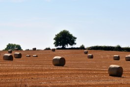 Harvest time... round bales litter the parched field... Co Kildare, Ireland