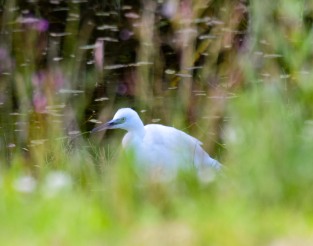 Little Egret, 21 July 2015 home pond, Kilcock, Co Kildare...