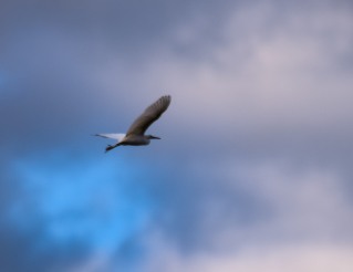 Little Egret, 21 July 2015 flying, Kilcock, Co Kildare...