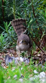 Sparrowhawk tail up for balance...