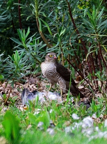 First sighting, sparrowhawk in the garden!!