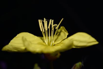 Evening Primrose... at the height of summer!!