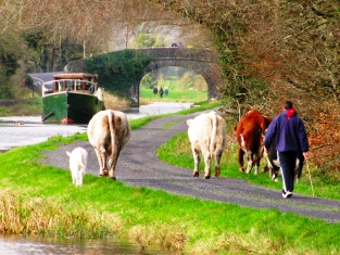 Sunday afternoon bliss! The Rambler makes her way along Ireland's Royal Canal