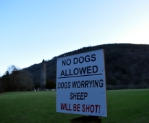 Dogs at Glendalough? Never!!
