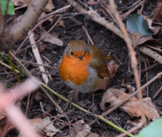 Happy Mr Robin... sharing my food was a pleasure... hopefully for both of us!