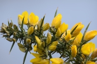 Prickly situation the spring colour! Bright gorse against a grey sky!