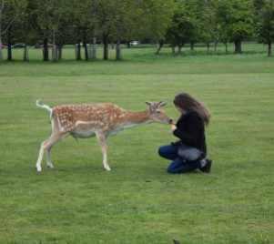 Gimme more! I want your carrot! Phoenix Park deer on the scrounge...