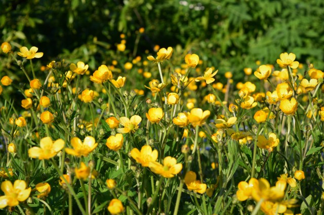 Buttercups... a vivid reminder of bright life!