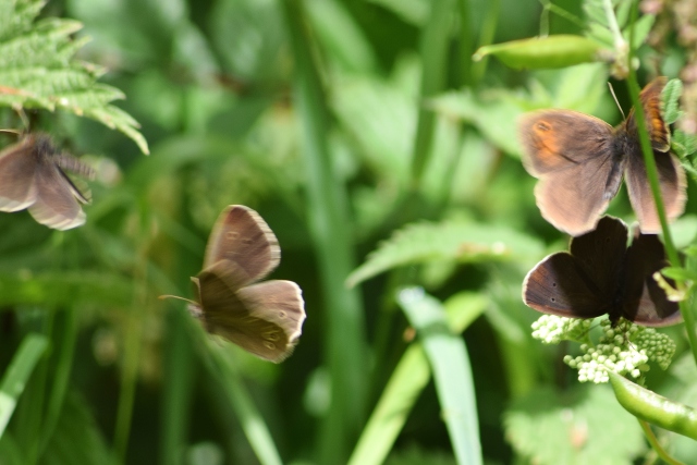 Meadow Brown and Ringlets cavorting... shameful!! ;-)
