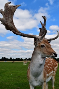 Is the best angle? Who knows?? ;-) Phoenix Park stag giving me the once over...
