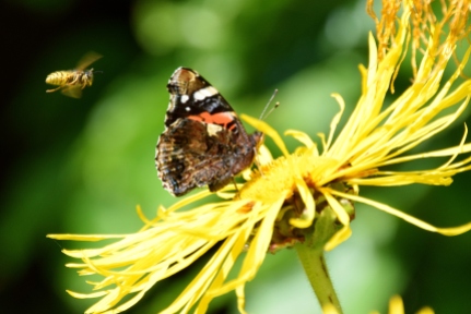 Red Admiral buzzed by bee... oh, so summery!!