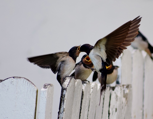 Parent swallow feeding the young... the magic of belief!!