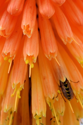 Orange... spectacular bee paradise!!