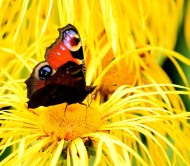 Yellow eruption... seems to overwhelm the butterfly...