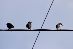 Three birds... 3 starlings on the wire...