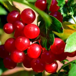 These berries look deceptively delicious!! Stay away... they're toxic guelder rose berries!!