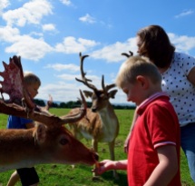 Dublin's Phoenix Park... a happy place for deer and humans!! ;-)
