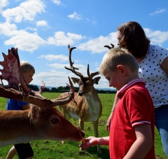 Dublin's Phoenix Park... a happy place for deer and humans!! ;-)
