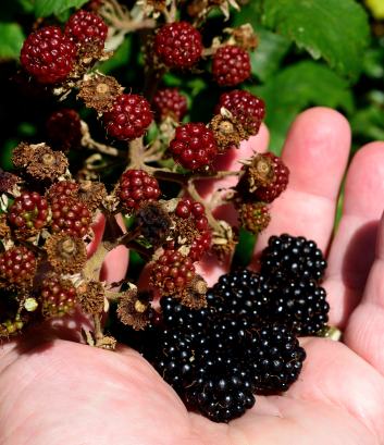 A hand full of autumn bounty... to be found in my happy place - the Royal Canal, Ireland!
