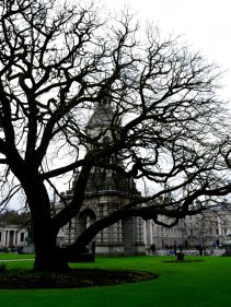 Winter green... bare tree hiding the Campinile at Dublin's Trinity College...