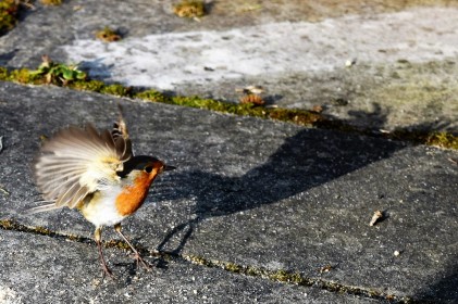 Hopping robin!! Fun with the remote shutter release!