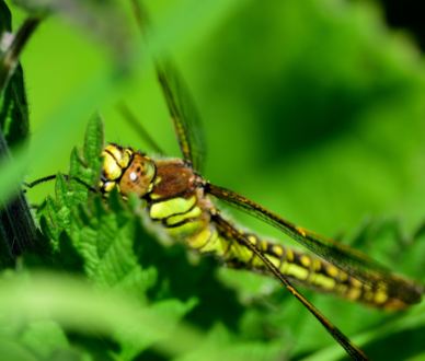 Hello big eyes! Dragonfly in the nettles... summer has arrived!