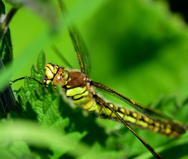 Hello big eyes! Dragonfly in the nettles... summer has arrived!