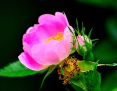 Wild Roses... so ephemeral!
