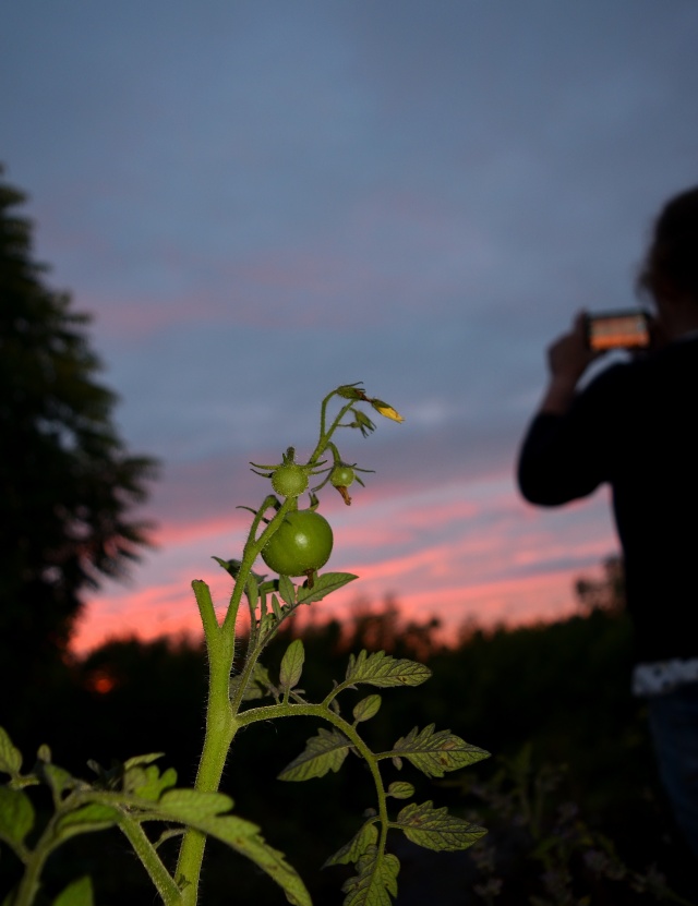 More tomatoes... and sundown photo snapping! Life? Fun? Who knows??