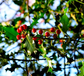 Green, red and blue... the colours of Christmas? Holly berries sure suggest the day isn't too far away!