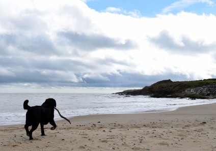 Hey humans... don't go... I wanna play!! Kilpatrick Beach, Co Wexford, Ireland