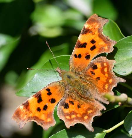 Happy spring setting... comma butterfly!