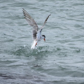 Lucky tern... landing its catch!! The envy of many!!
