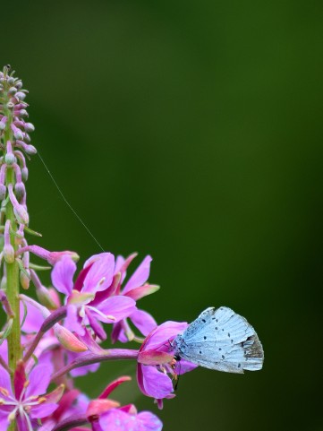 Holly Blue on pink...